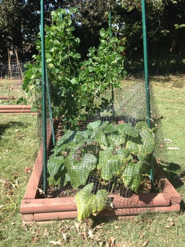 squash and green beans.jpg