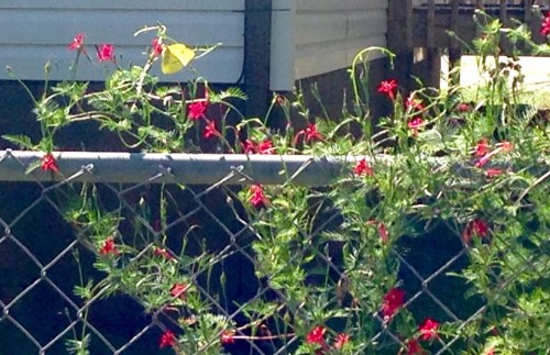 cypress vine.jpg