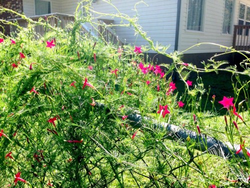 cypress vine 2.jpg