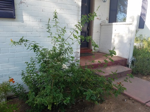 Leggy Cape Honeysuckle