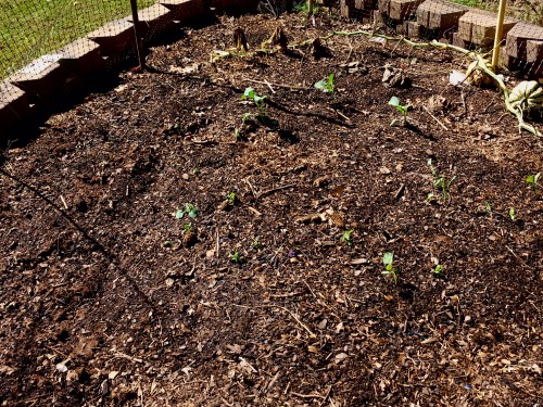 broccoli & lettuce seed 10-4-2017.jpg