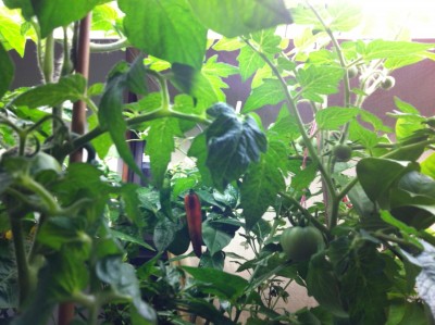 Ripening Fish pepper among green Kootenai tomatoes