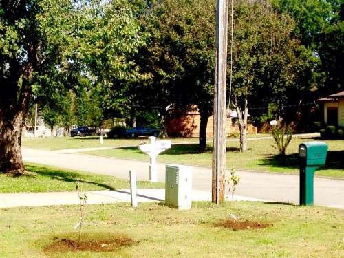 serviceberry.jpg