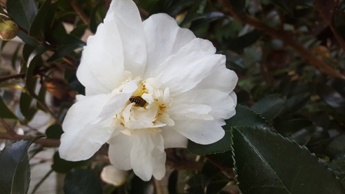 Camellia-Winter's Snowman-sm.jpg