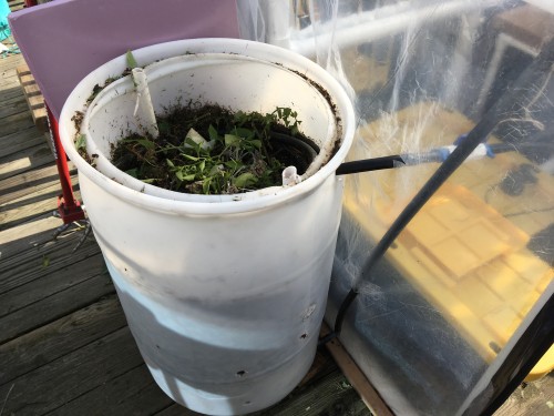 Compost Barrel with water tube coiled inside