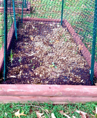 baby broccoli.jpg