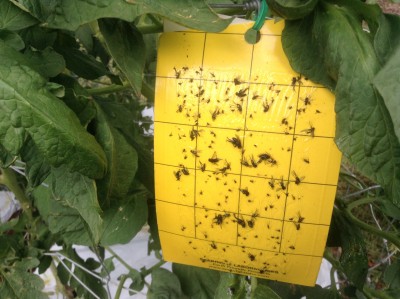 Yellow sticky trap in action.