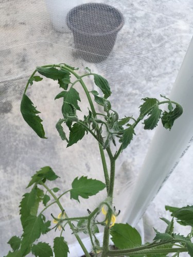 tomato plant.JPG