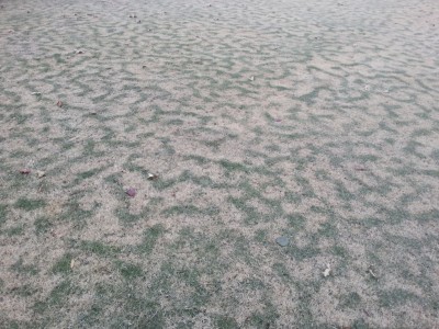 Bermuda grass patches of green