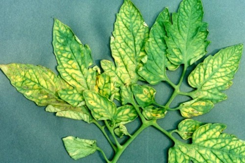 Chlorosis-Magnesium-Deficiency-Tomato.jpg