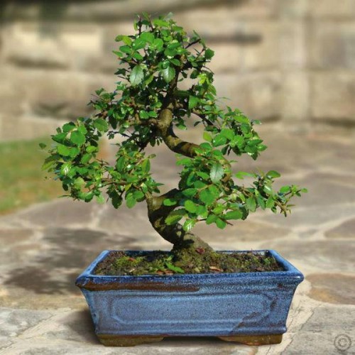 bonsai_12510p25_4-600_600.jpg