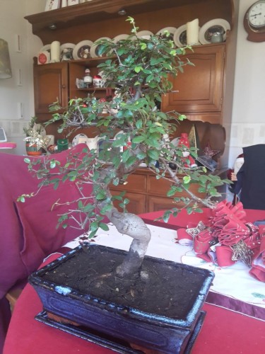 Bonsai tree.jpg