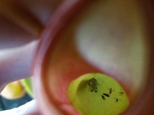 Flies inside the cup! Bonus points if you can identify the striped ones!