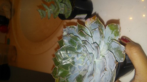 Echeveria Caribbean (says it's a hybrid on label)