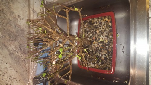 Indoor dwarf jade bonsai