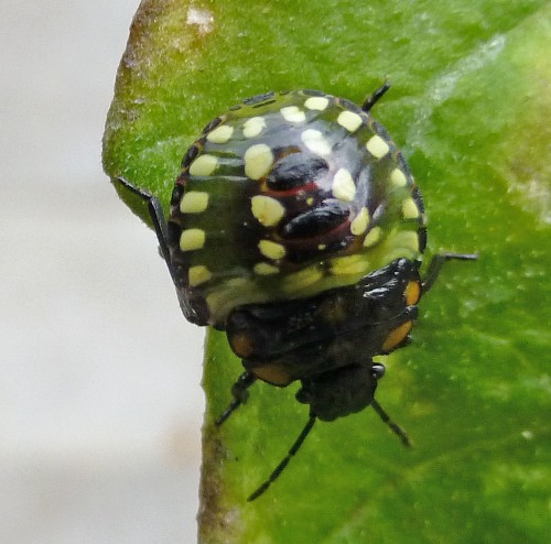 beetle+on+tomato.jpg