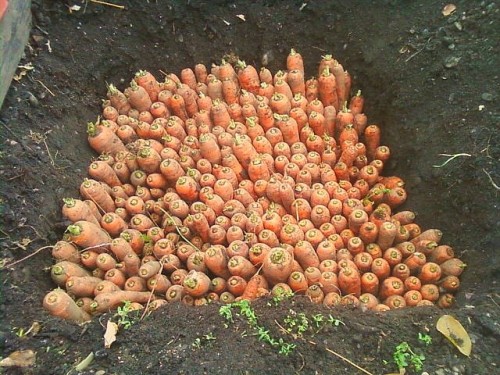 carrots in storage2.jpg