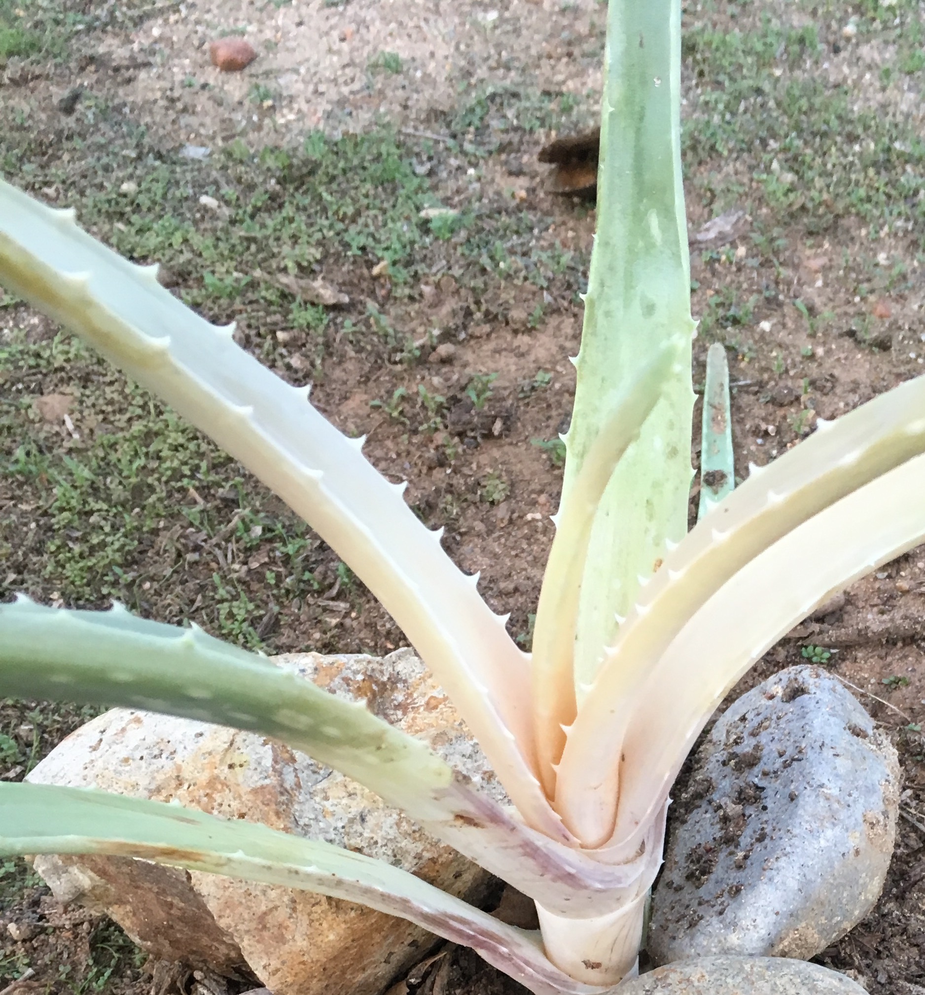 Aloe Vera Turning White Gardening Forum Helpfulgardener Com