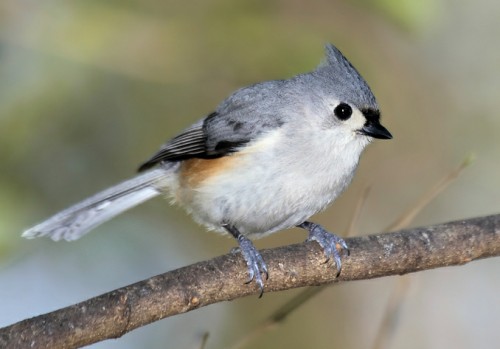 Tufted-Titmouse_Debbie-McKenzie.jpg