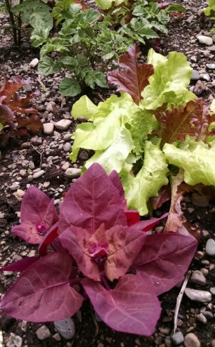 Orach.jpg