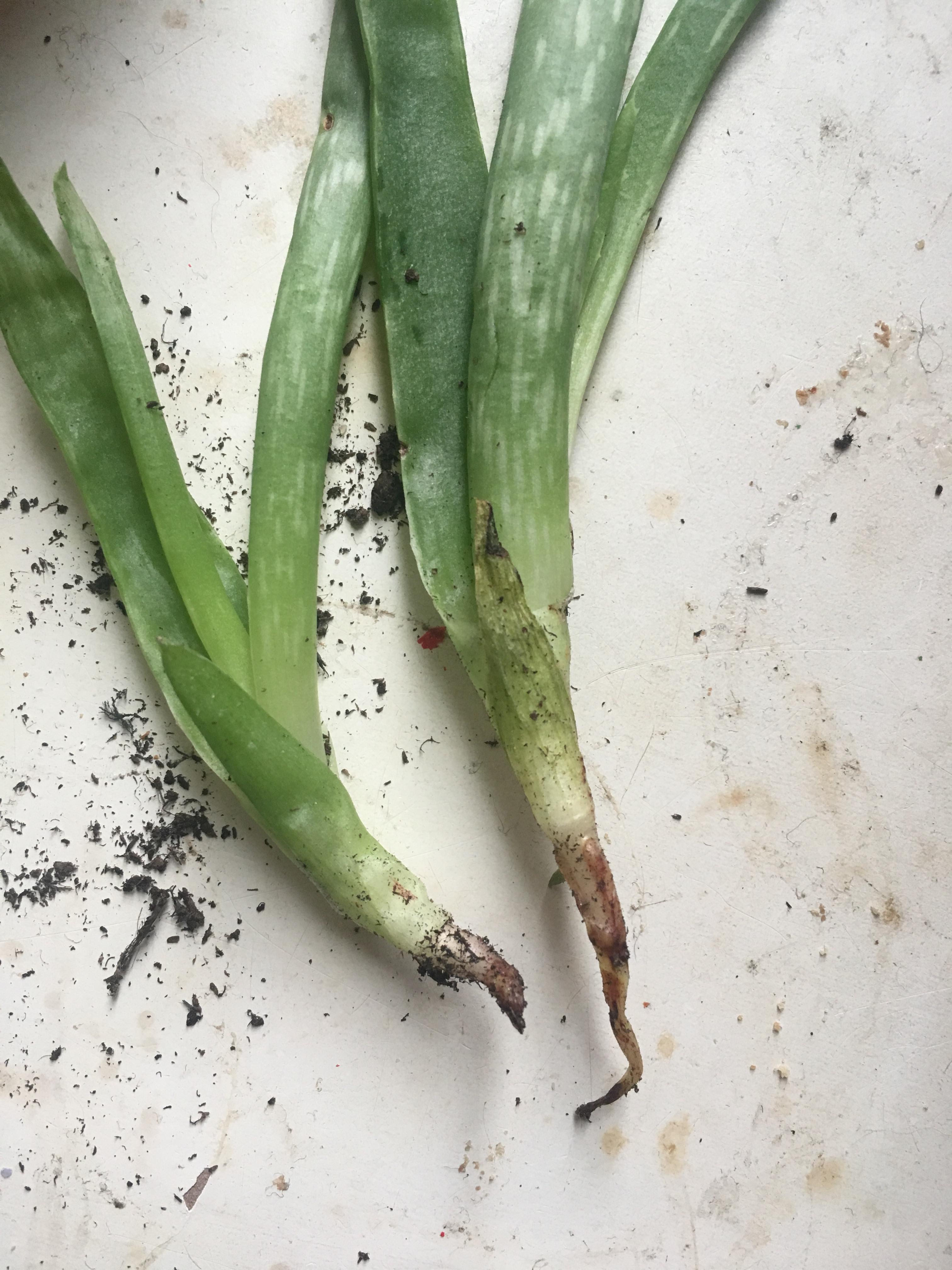 Aloe Vera Growing Roots? HelpfulGardener.com