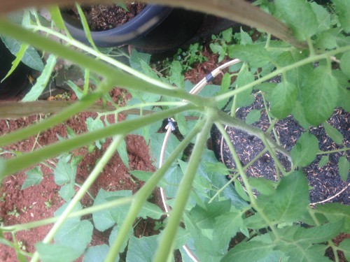 Main stem split off into 5 (1)