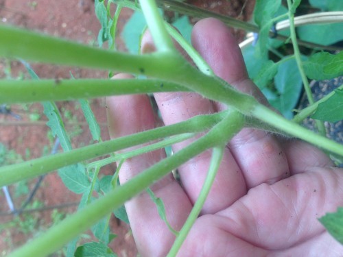 Main stem split off into 5 (2)