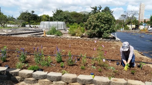 My friend Pam came out to help me plant the pollinator garden in the hot sun.  The plants and the people were all a little wilted.