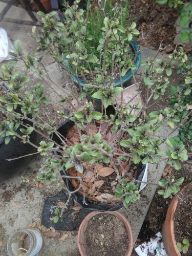 Magic Mountain Basil that Survived the Winter