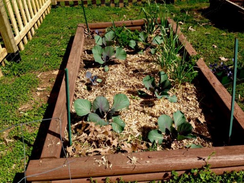 W bed - cabbage, parsley.jpg