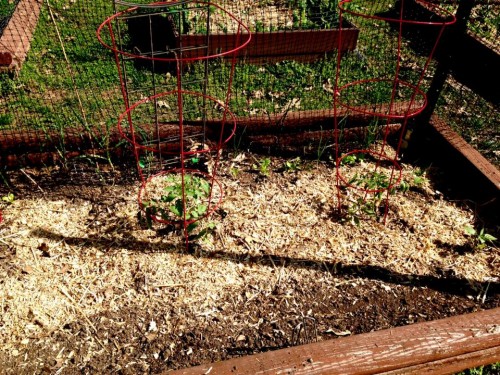 S bed - tomatoes, peppers, chard.jpg