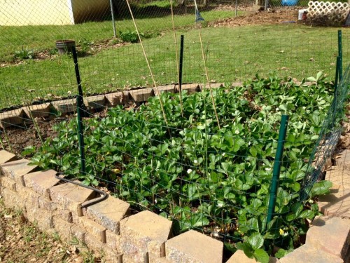 strawberry-asparagus bed.jpg