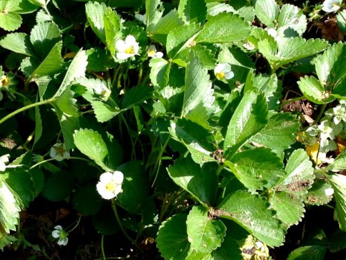 strawberry blossoms.jpg