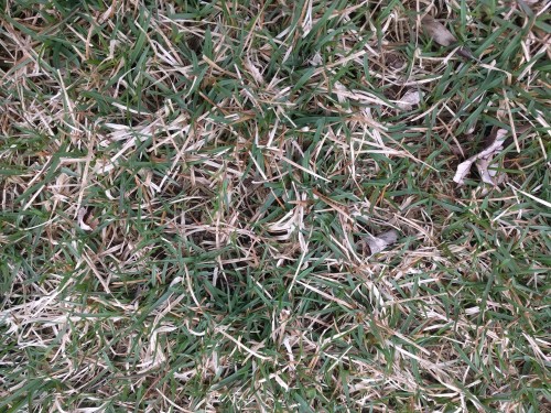 Close up of dead grass