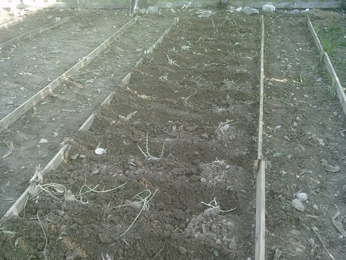 got potatoes planted