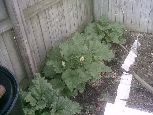 rhubarb needs picking again