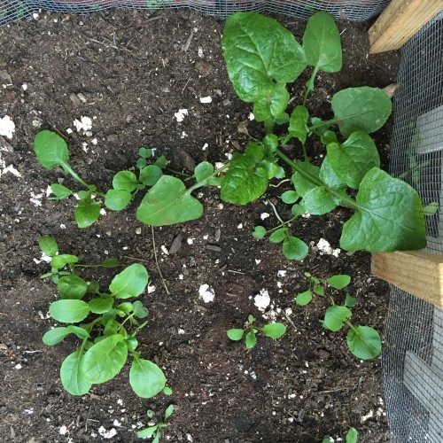 Are these plants spinach or weeds?