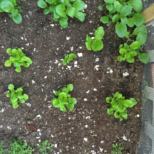 The two horizontal middle rows should be buttercrunch lettuce. Could someone please confirm this is the case?