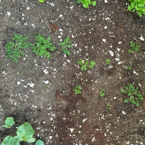 Are all of these frilly greens carrots, or are some weeds?