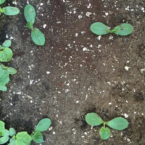 I'm pretty sure the four plants in a rectangle are yellow squash - could someone please confirm?