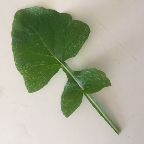 What plant is this: spinach, dandelion green..?