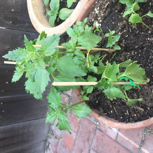 Which of these plants are alpine strawberry plants? Any?