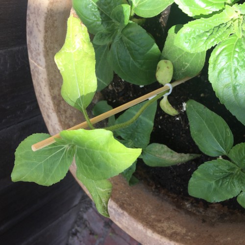 Will you help me save my sunflower baby(ies)?