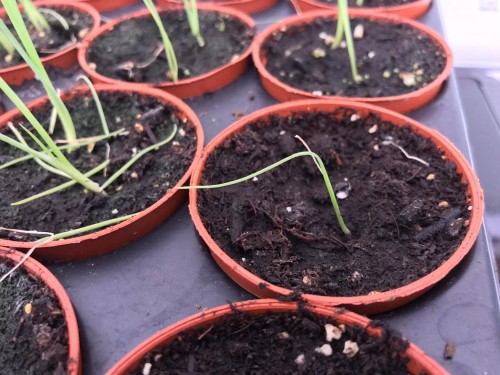 Onion Seedling Wilting/ Sagging Top