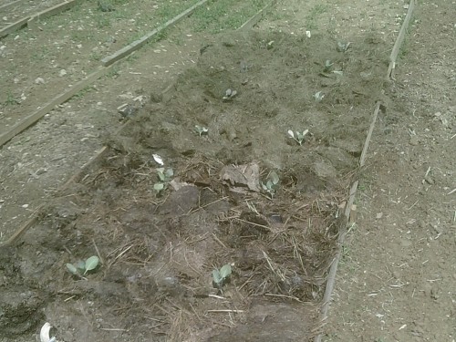 cabbage mulched in
