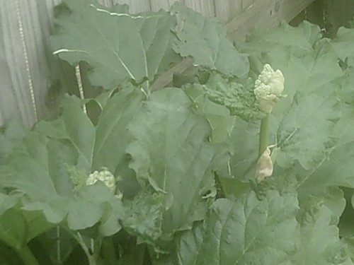 has anyone seen rhubarb do this?? is it &quot;going to seed&quot;?