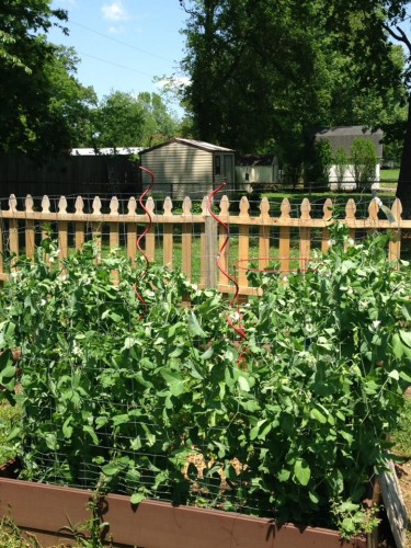 peas and tomatoes.jpg