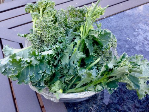 broccoli and kale bowl.jpg