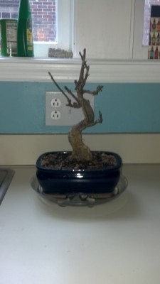 mostly dead ficus.jpg