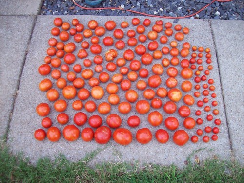 Tomato.jpg